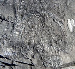 Pinnularia